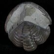 Partially Enrolled Flexicalymene Trilobite From Ohio #10869-1